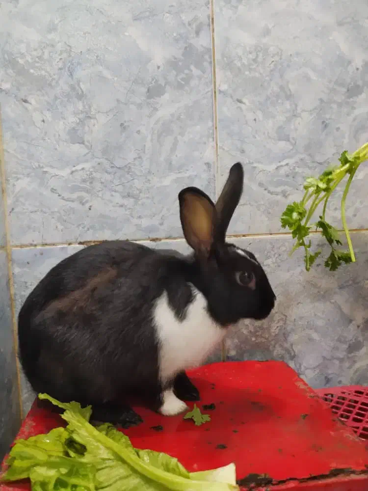 خرگوش|موش و خرگوش|دزفول, |دیوار