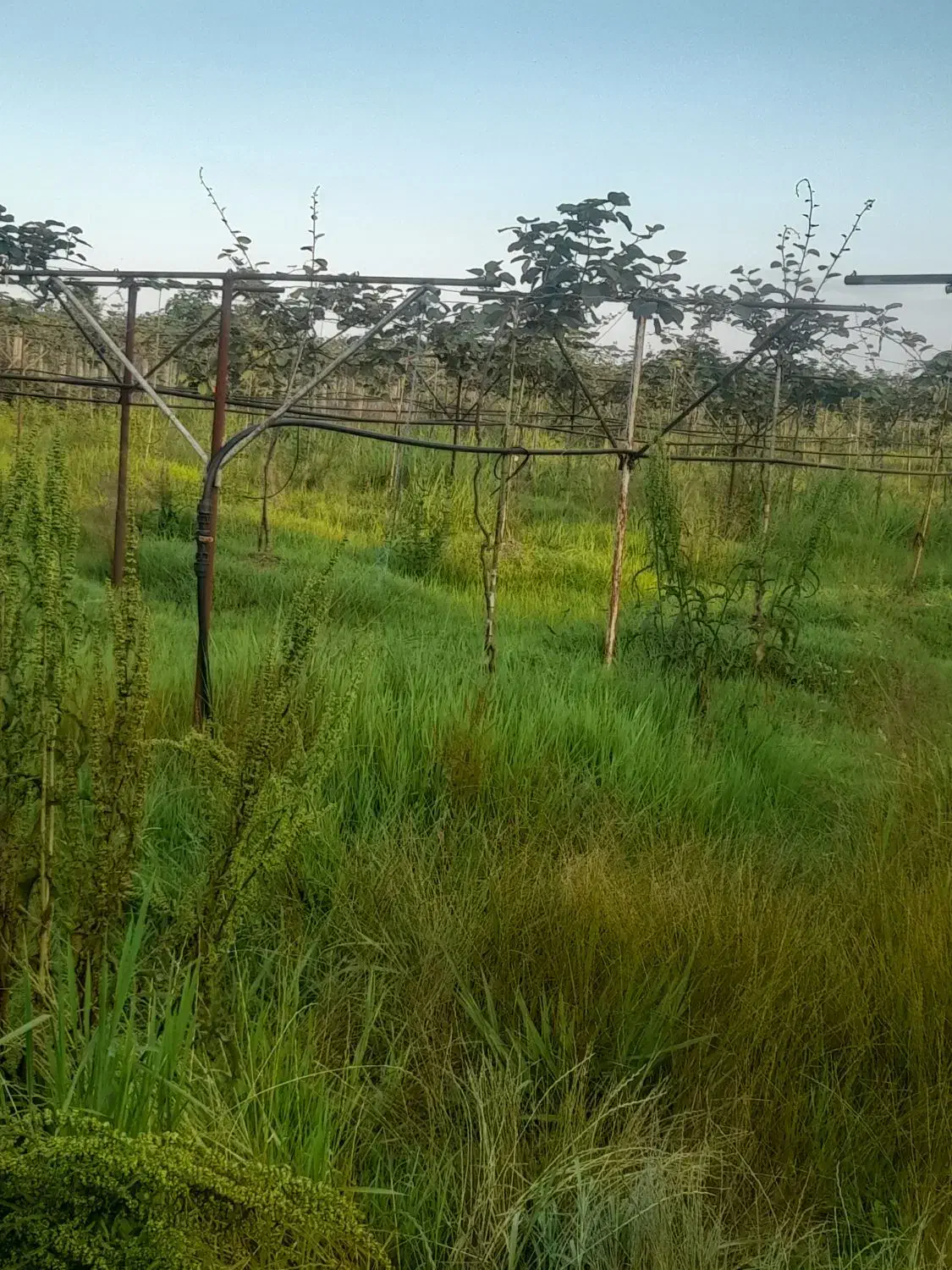 باغ کیوی|فروش زمین و ملک کلنگی|تالش, هشتپر|دیوار