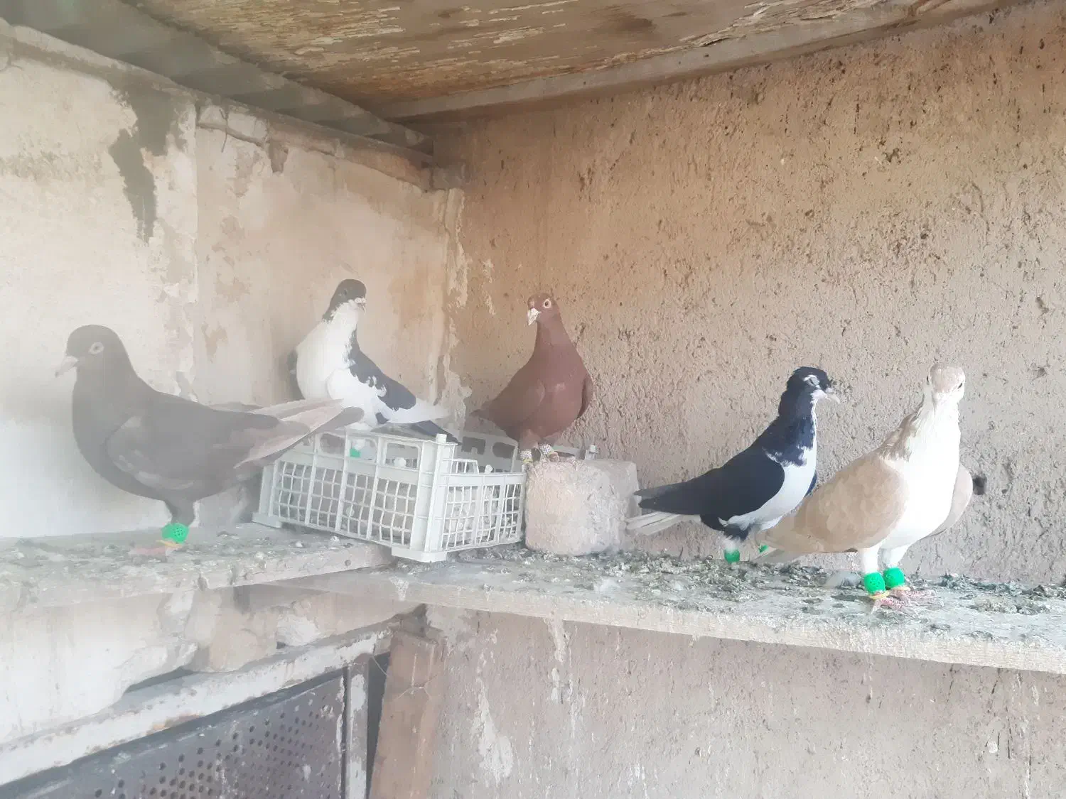 کفتر شهری و تور دستی|پرنده|شیراز, نیستان|دیوار