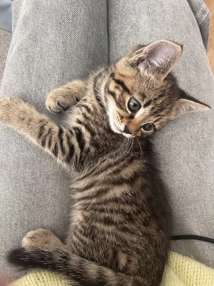 گربه نژاد اسکاتیش و بریتیش اصیل|گربه|اهواز, کیانپارس |دیوار