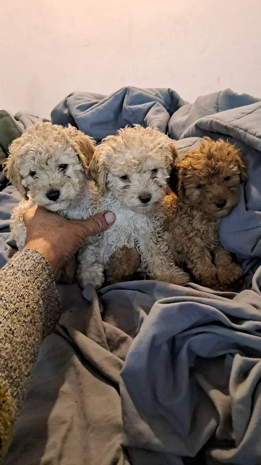 پودل های فرفری|سگ|تهران, نظامآباد|دیوار