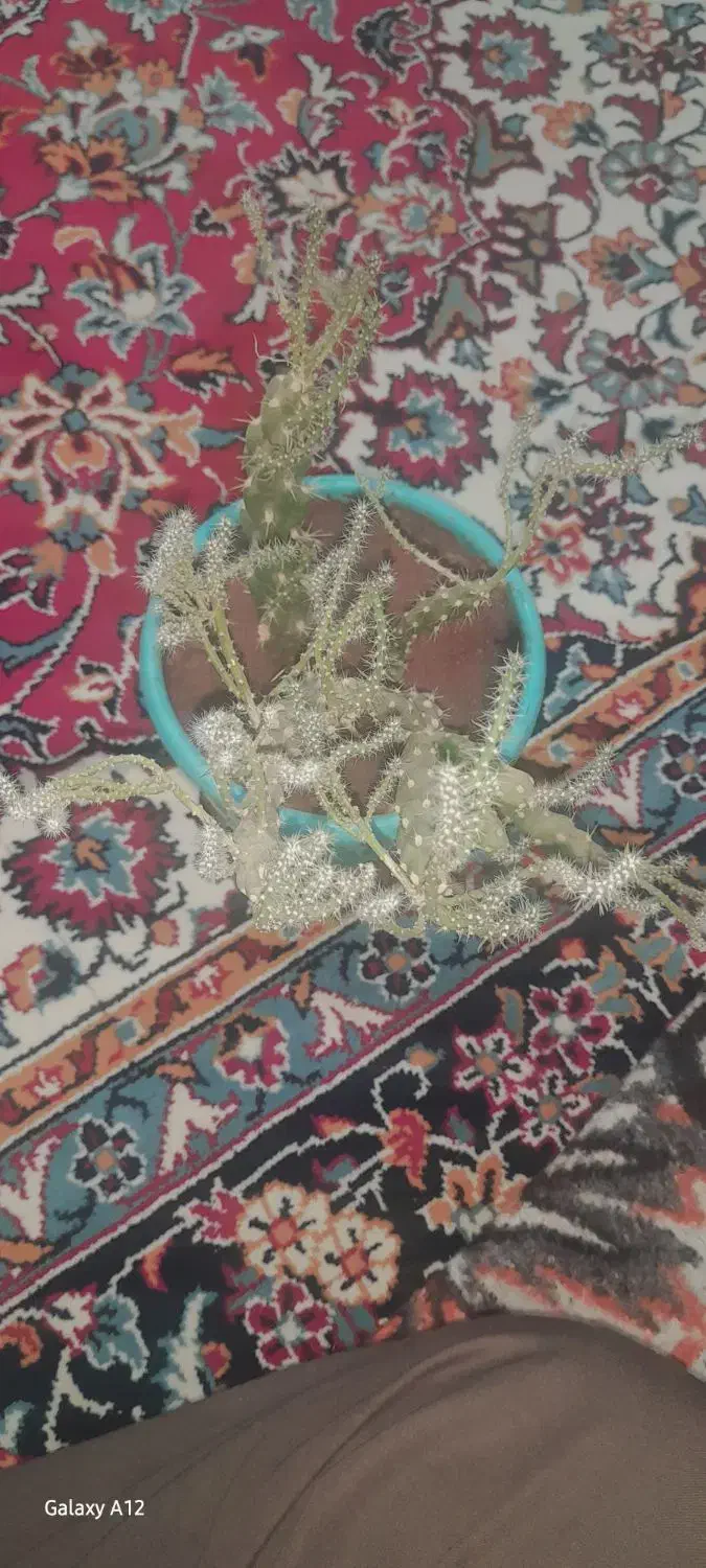 گل طبیعی|گل و گیاه طبیعی|مرند, |دیوار