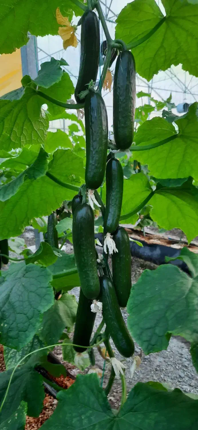 صنعتی، فنی، مهندسی|استخدام صنعتی، فنی، مهندسی|گرگان, |دیوار