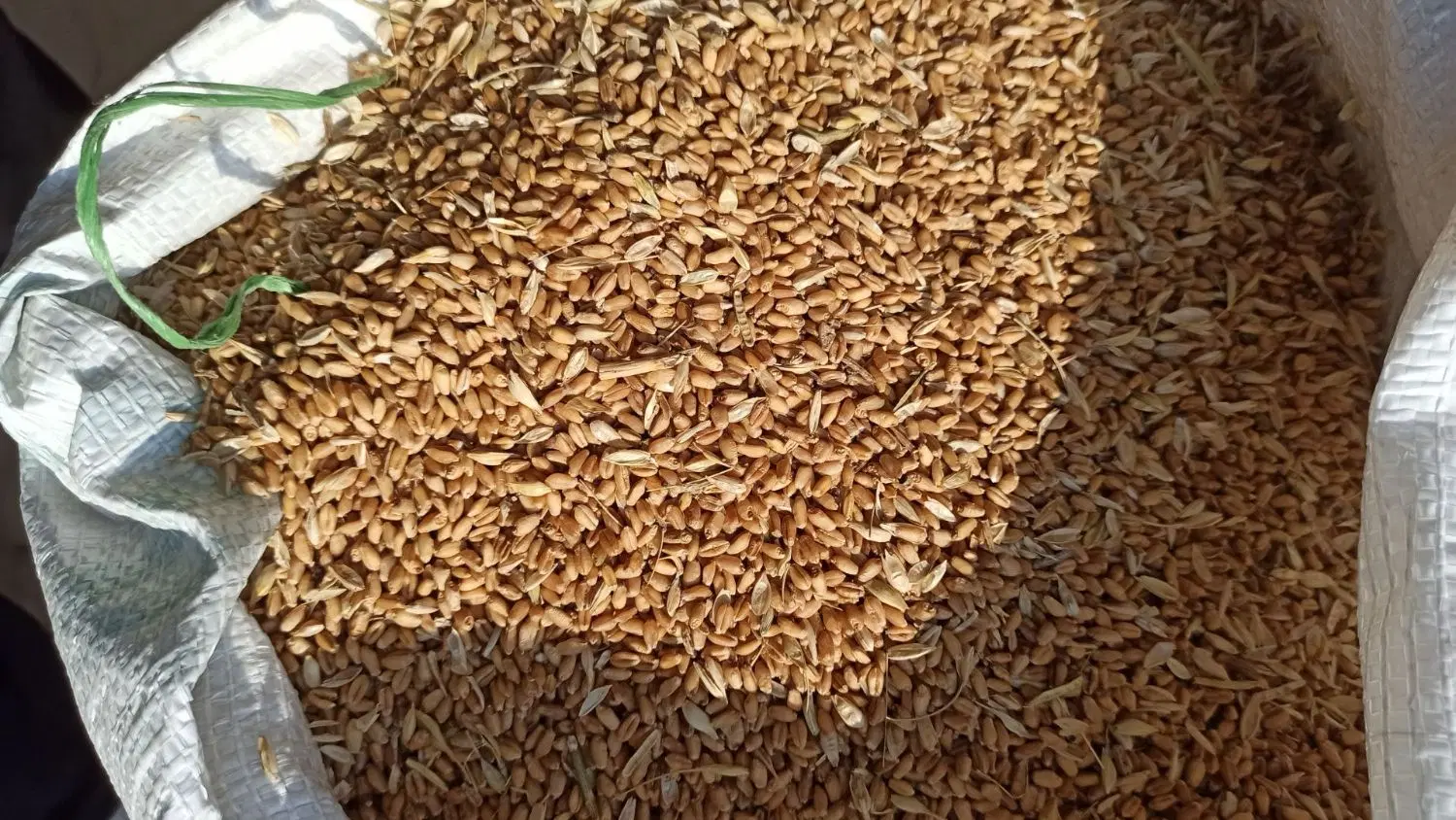گندم و جو|خدمات باغبانی و درختکاری|رشت, عینک|دیوار