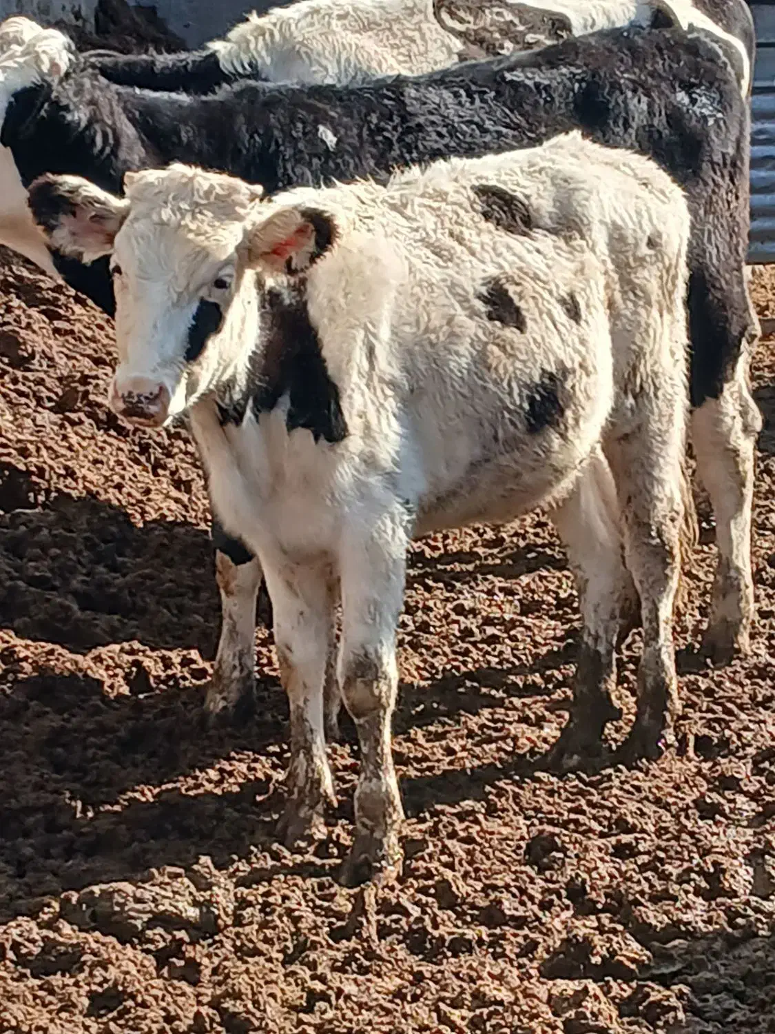 تلیسه و گوساله|حیوانات مزرعه|بوئین زهرا, |دیوار