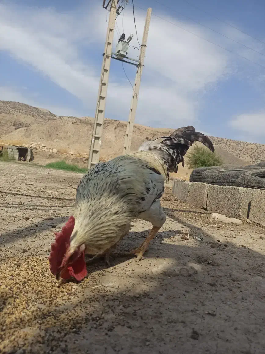 جوجه های گلپایگانی|حیوانات مزرعه|دهدشت, |دیوار