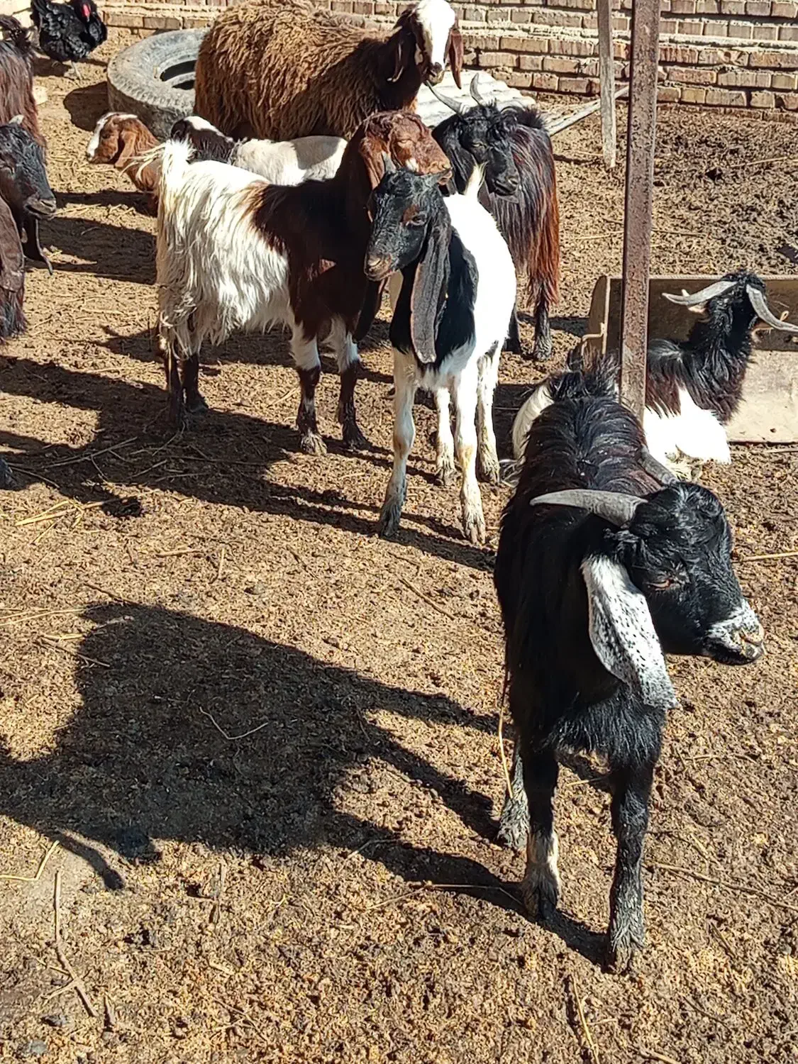 بزغاله|حیوانات مزرعه|گمیشان, |دیوار