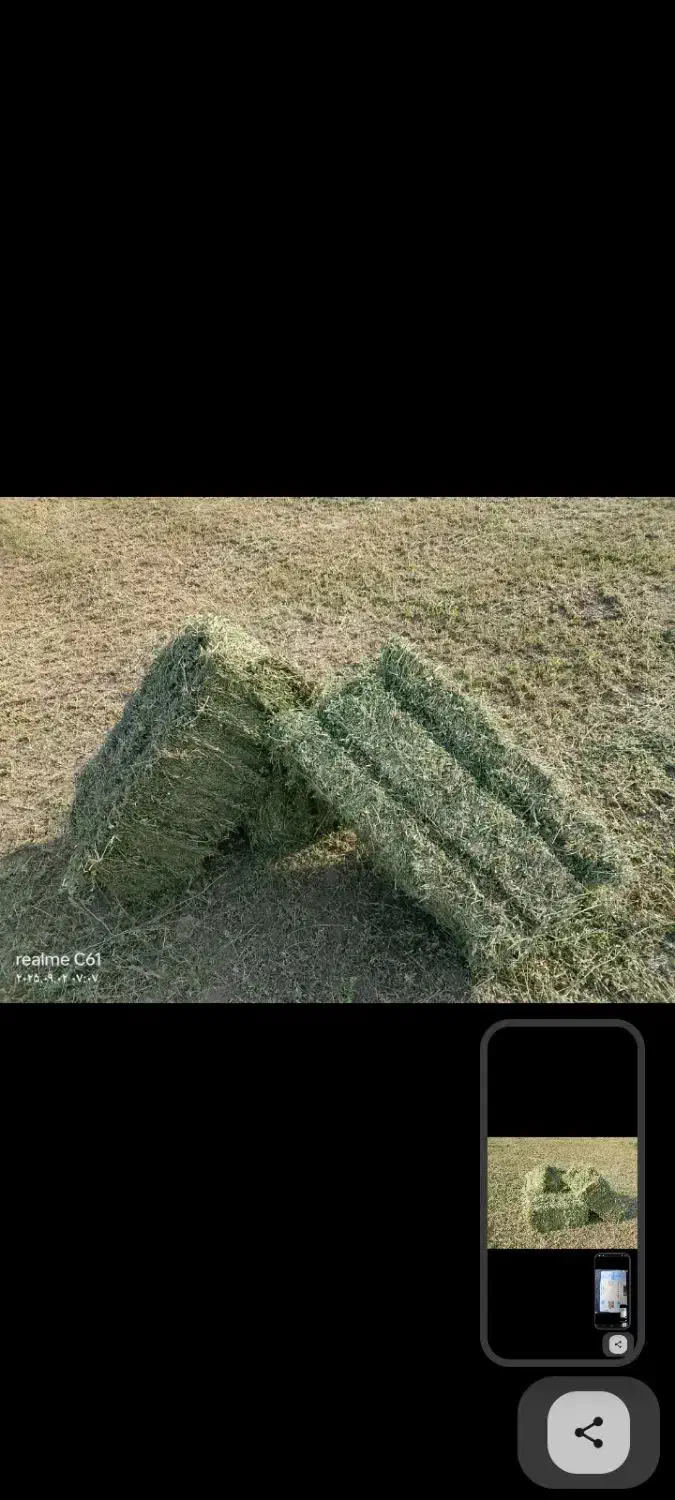 پرس یونجه ویونجه پودری|حیوانات مزرعه|سیرجان, |دیوار