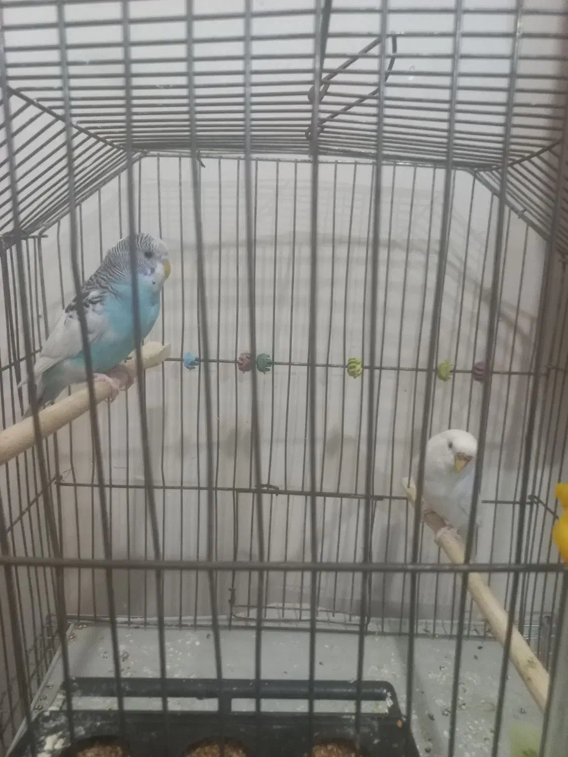 یک جفت مرغ عشق سرحال وآماده باقیمت مقطوع ۴۰۰تومان|پرنده|اهر, |دیوار