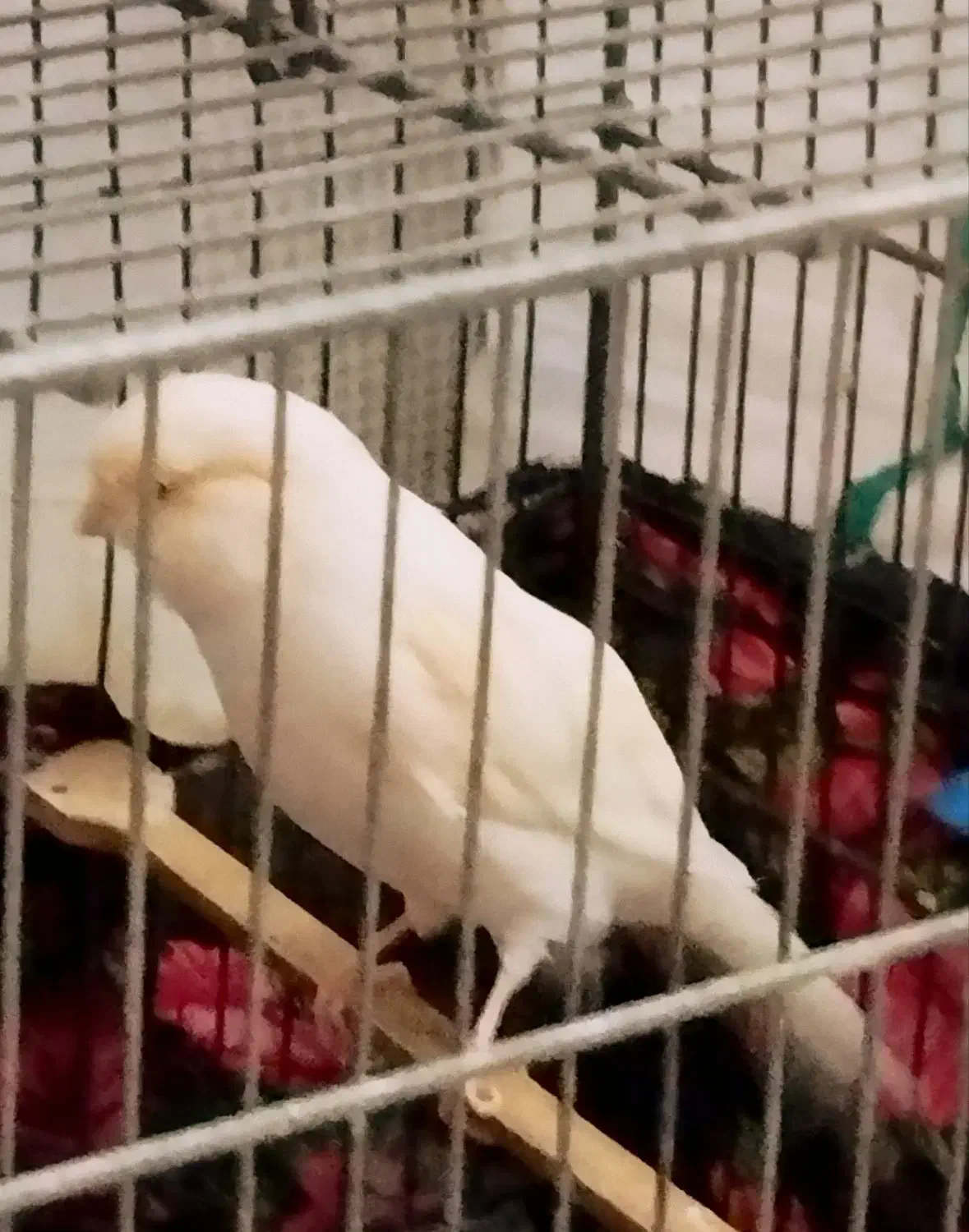 قناری ماده رسمی بلند|پرنده|تهران, باغ خزانه|دیوار