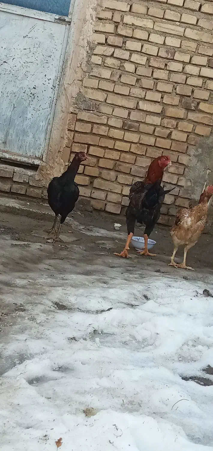 3500000|حیوانات مزرعه|فیرورق, |دیوار