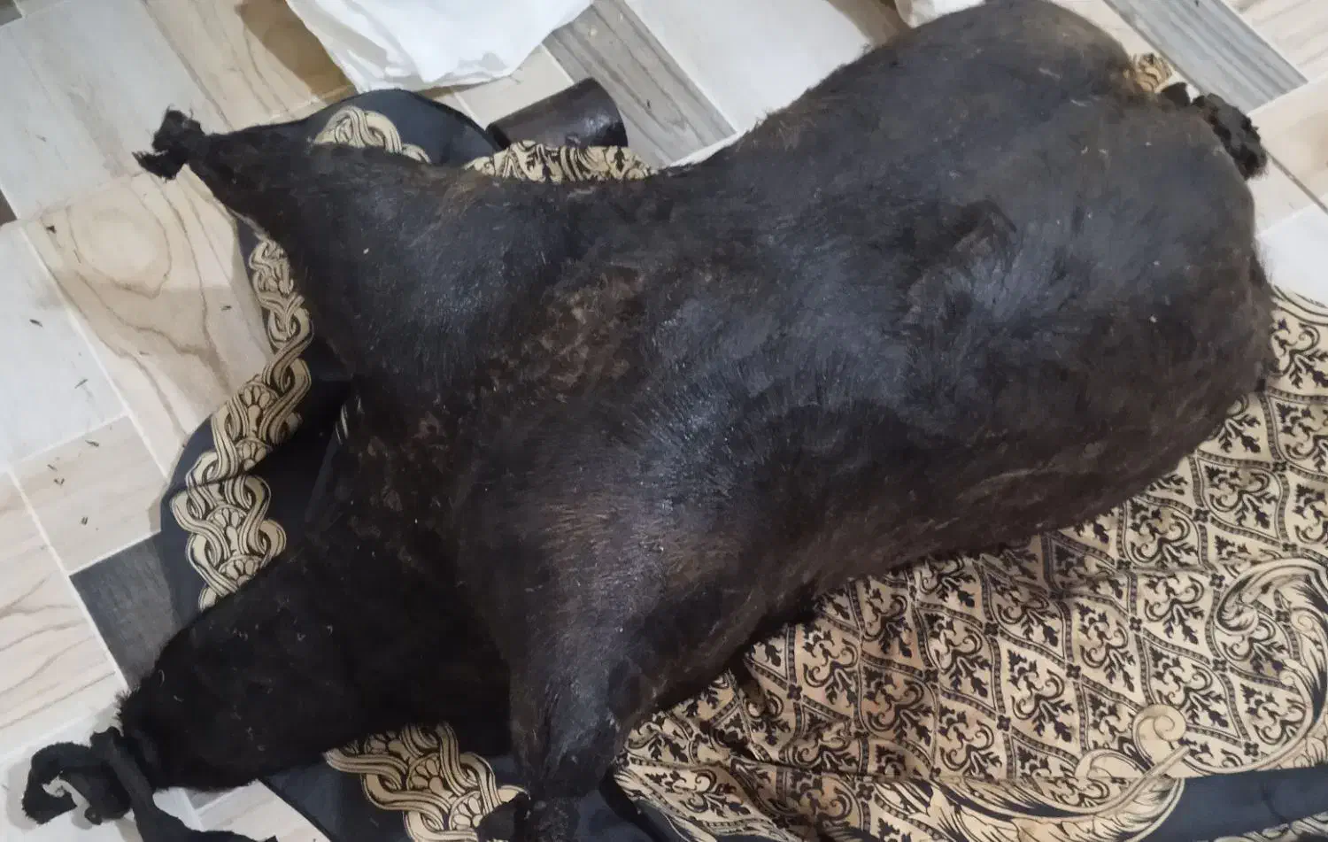 هیزه|حیوانات مزرعه|کوهدشت, |دیوار