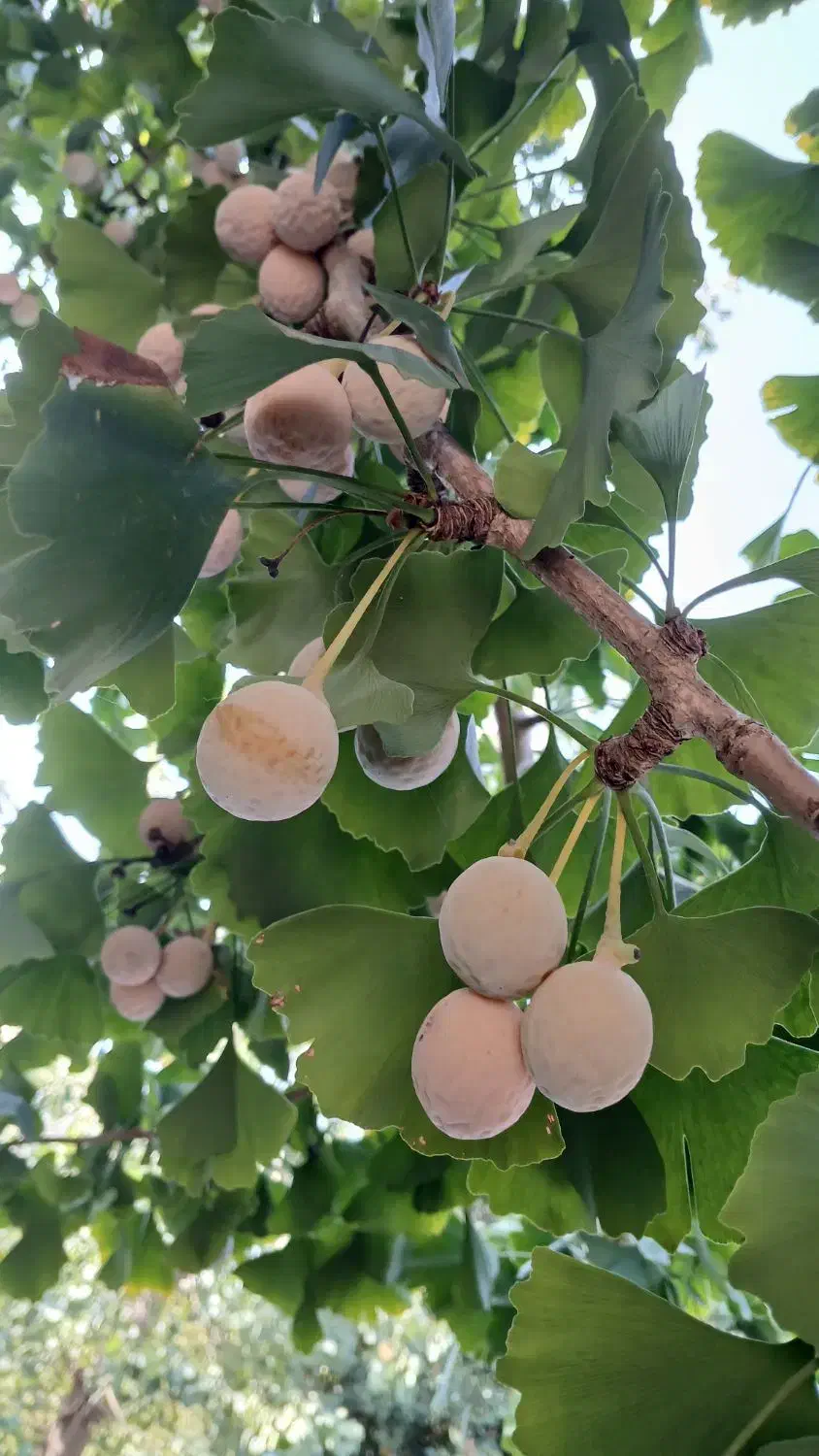 دانه ژینکو|آرایشی، بهداشتی، درمانی|تنکابن, |دیوار