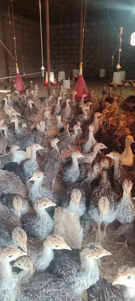 جوجه بوقلمون دوماهه|حیوانات مزرعه|میمند, |دیوار