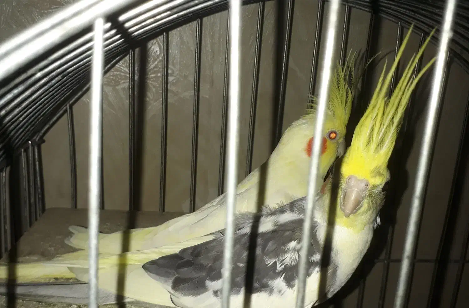 عروس هلندی نر|پرنده|ری, فیروزآبادی|دیوار