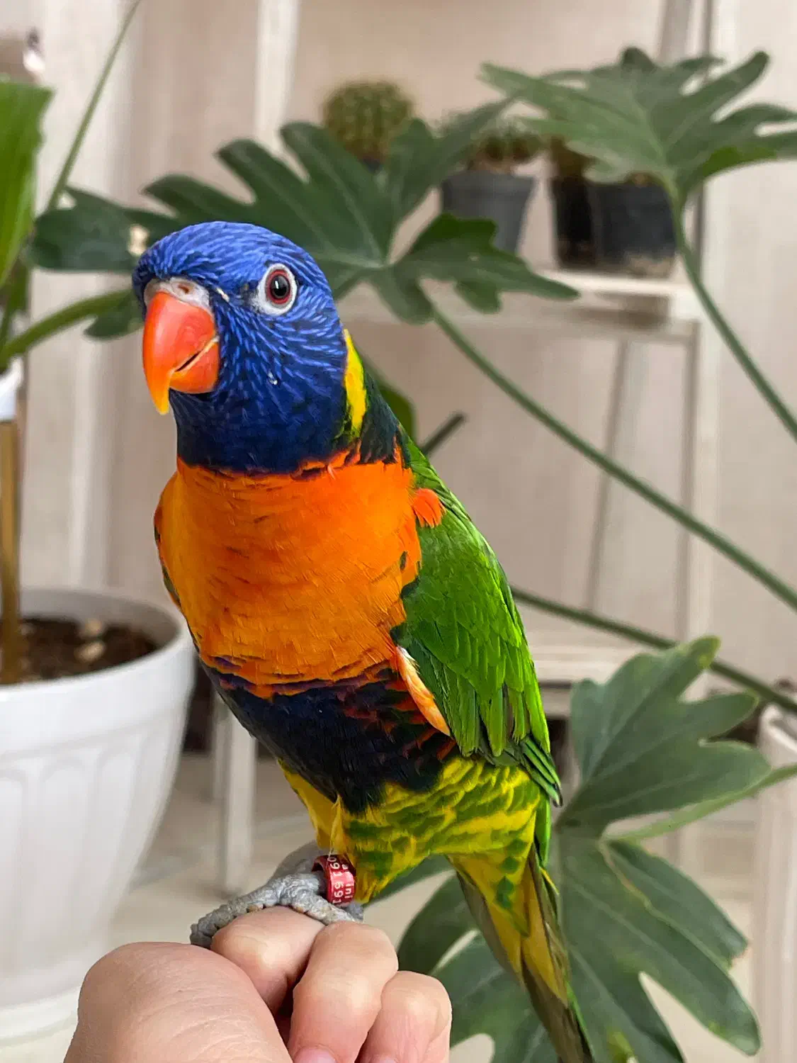 طوطی لوری|پرنده|کهریزک, |دیوار