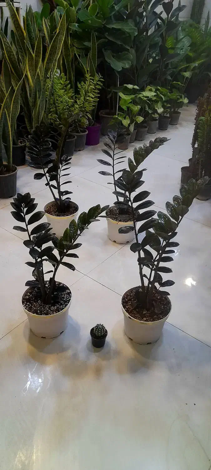 زاموفیلیا بلک سایز درشت با گلدان سفید لبه طلایی|گل و گیاه طبیعی|قم, نیروگاه|دیوار