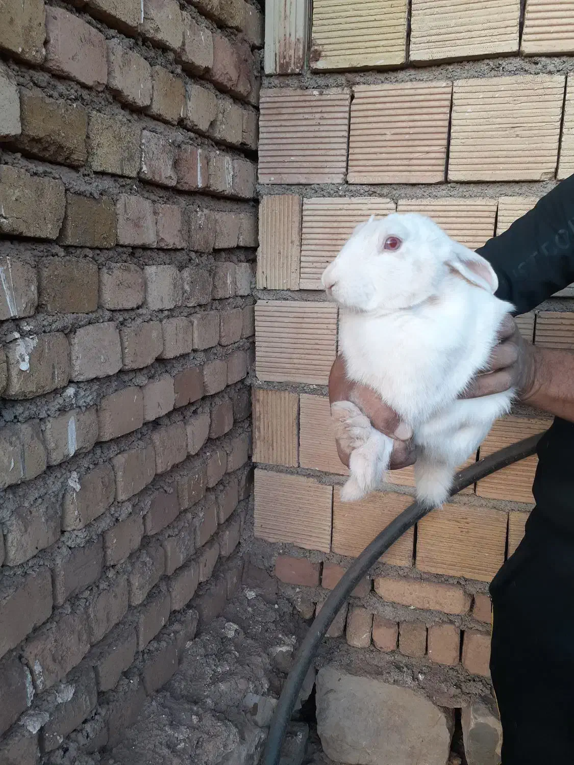 خر گوش پنج ماه نر|موش و خرگوش|خرمآباد, |دیوار