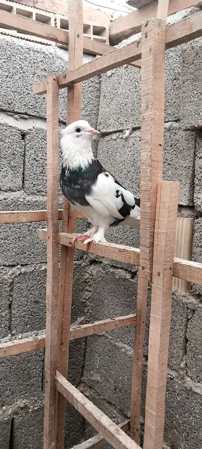 باسلام تعداد کبوتر پرشی|پرنده|رودبنه, |دیوار
