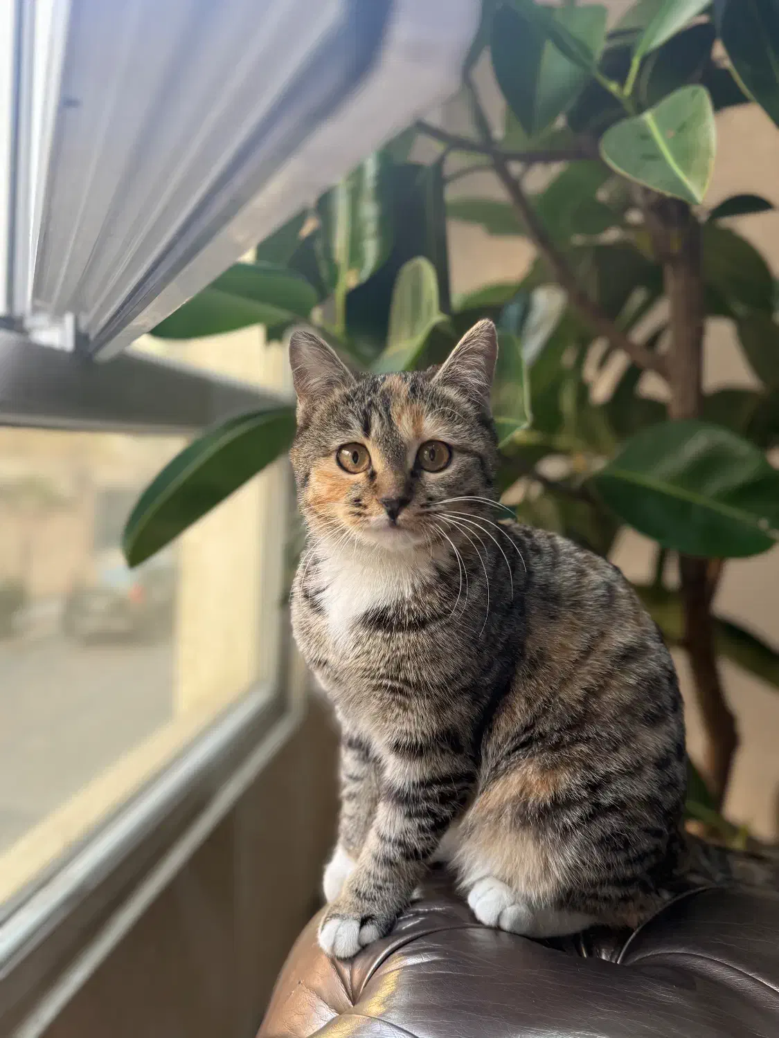 واگزاری|گربه|تهران, تهرانپارس جنوبی|دیوار