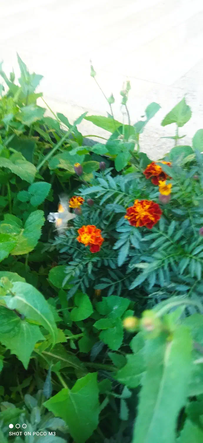 زمین مزروعی|فروش دفتر صنعتی، کشاورزی، تجاری|ابهر, |دیوار