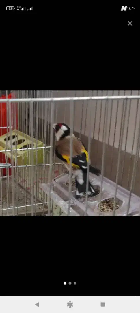 سهره خلخال بخون.|پرنده|هشتگرد, هشتگرد قدیم|دیوار