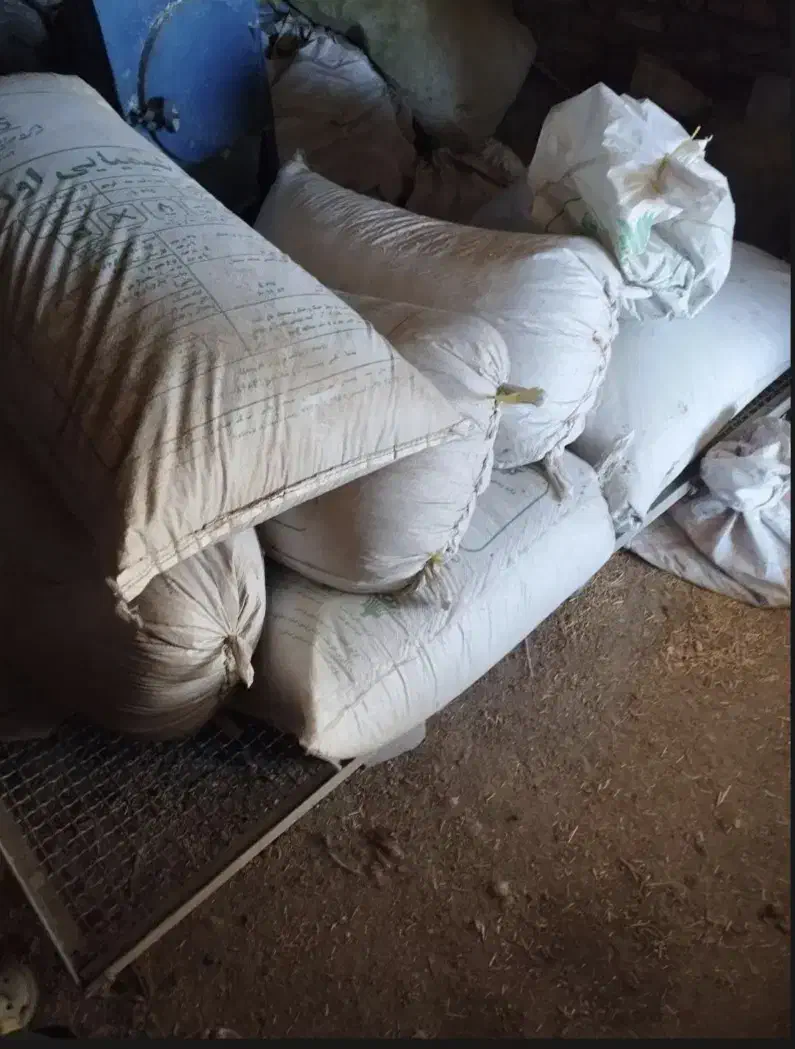 گندم دیم|لوازم جانبی حیوانات|کوهنانی, |دیوار