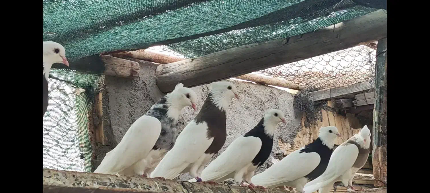 فروش طوقی سالم وسرحال|پرنده|بندر ماهشهر, |دیوار