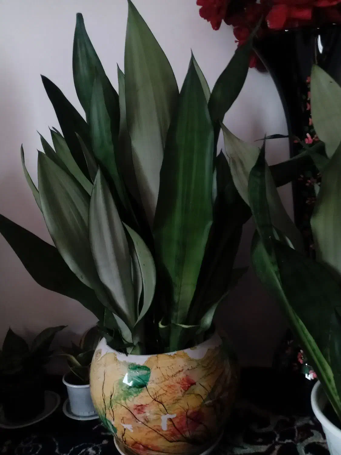 سانسوریا|گل و گیاه طبیعی|لاهیجان, آهندان|دیوار