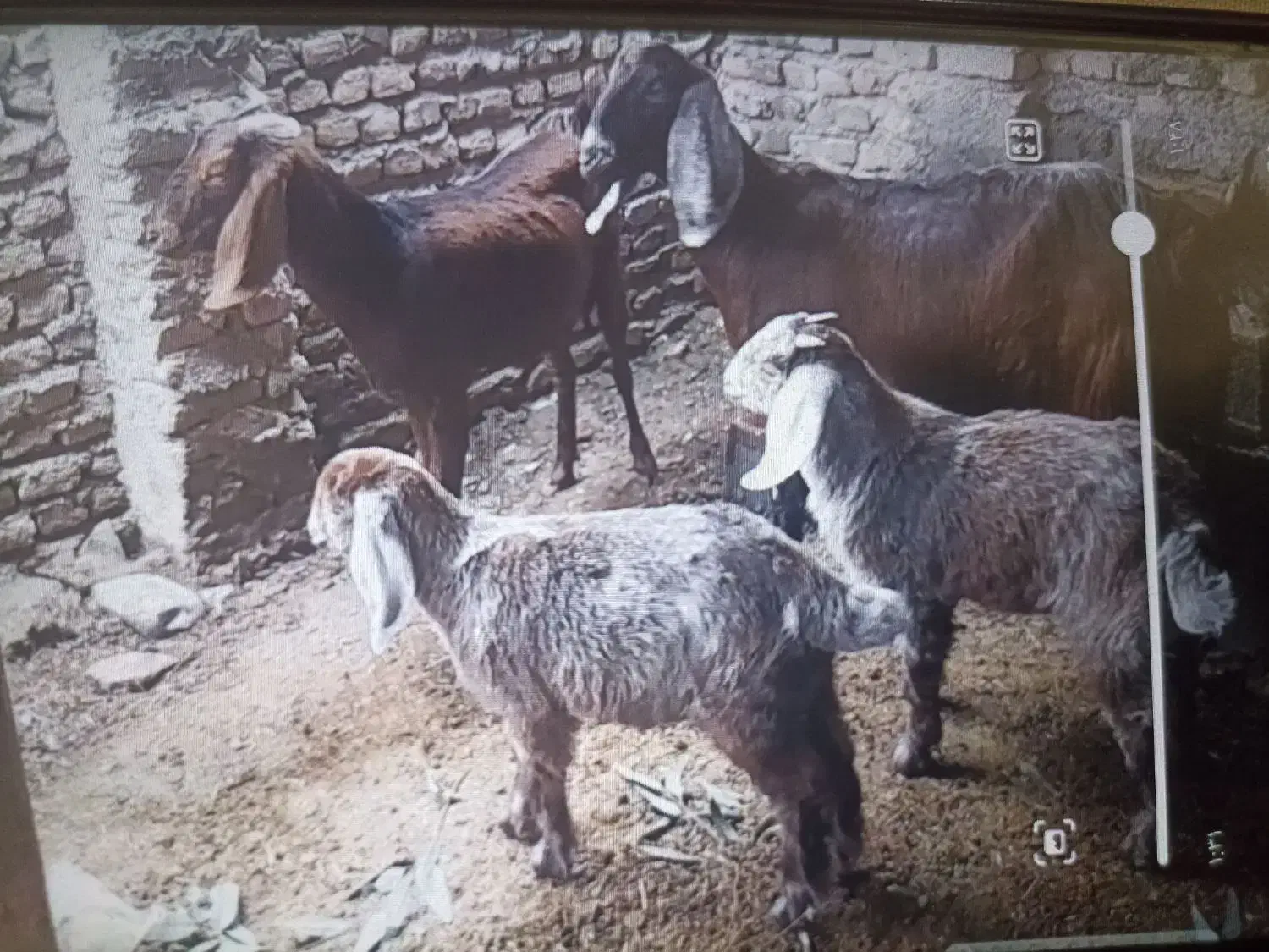 بز با بزغاله|حیوانات مزرعه|انبارآلوم, |دیوار