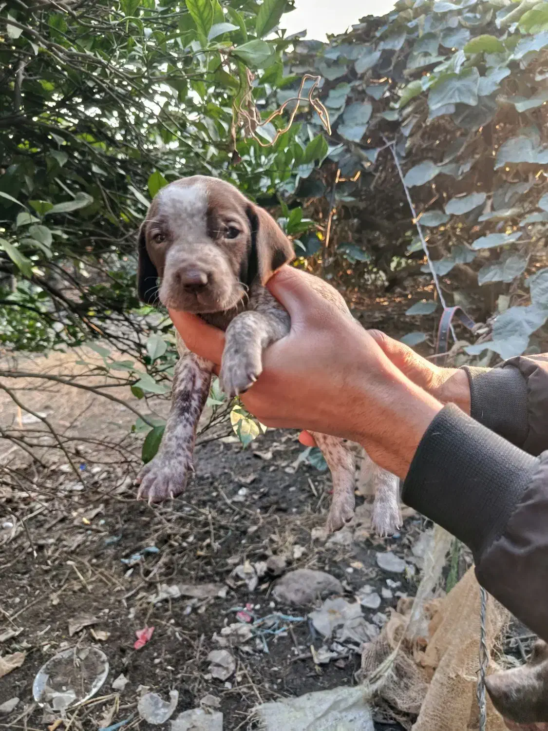 توله شکاری|سگ|چابکسر, |دیوار