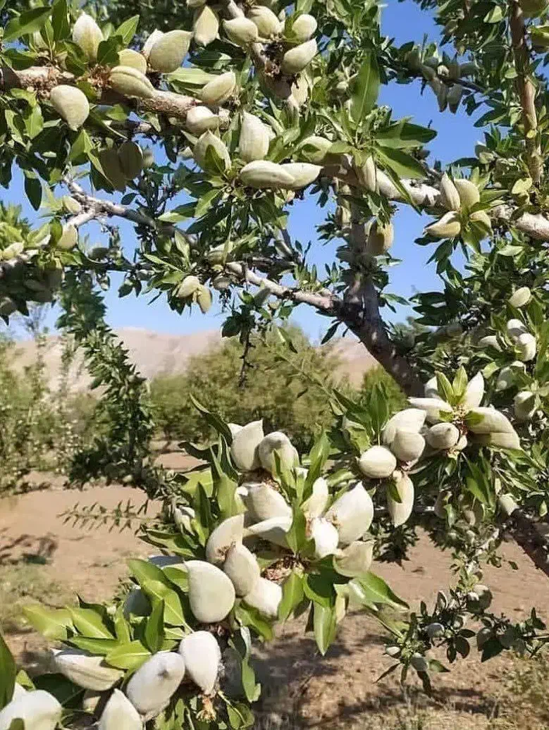 تولید نهال بادام حریر به قیمت ۵۰ ت|خدمات باغبانی و درختکاری|بناب, |دیوار