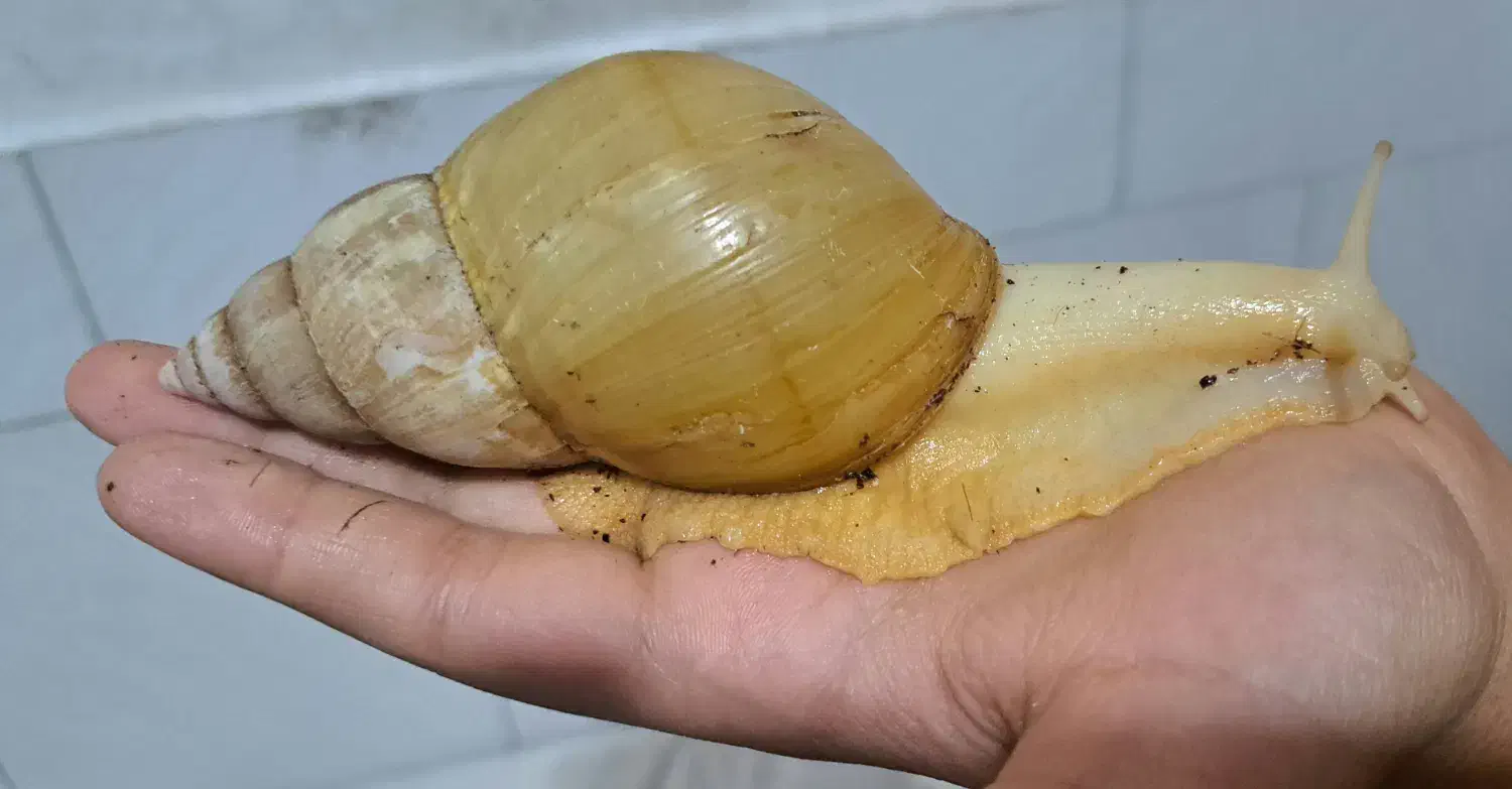 حلزون آلوبینو|خزنده|نجف‌آباد, طالقانی|دیوار