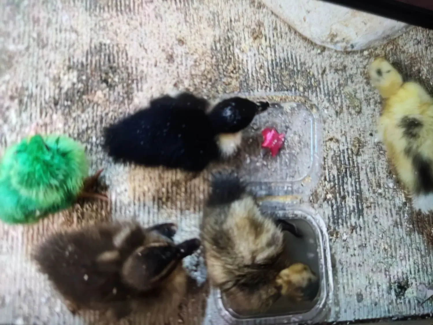 جوجه اردک|حیوانات مزرعه|کاشان, لتحر|دیوار