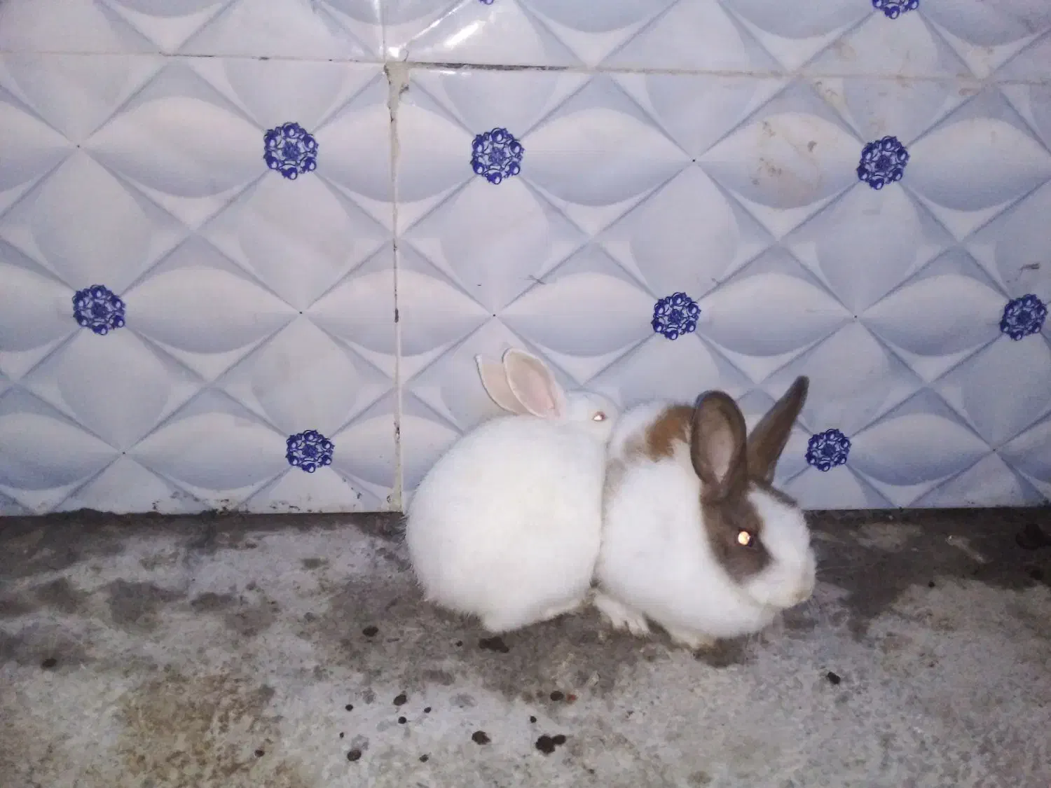 سلام خرگوش خوب|موش و خرگوش|زاهدان, |دیوار