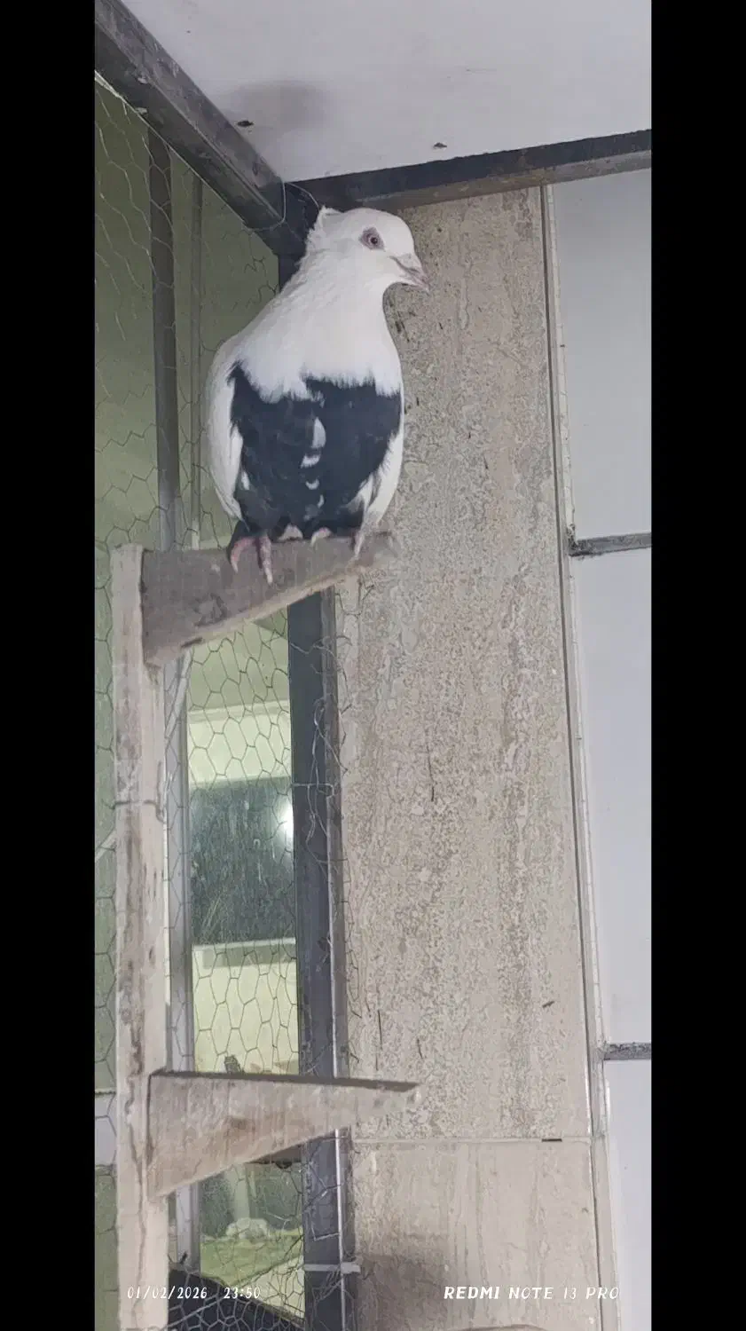 کبوتر|حیوانات|مشهد, بلال|دیوار