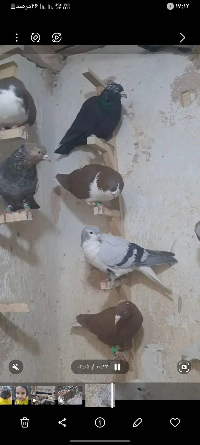 چق کفتر|پرنده|مشهد, بالا خیابان|دیوار