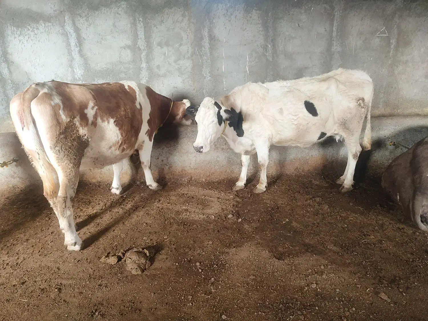 گاو وگوساله|حیوانات مزرعه|مراغه, |دیوار