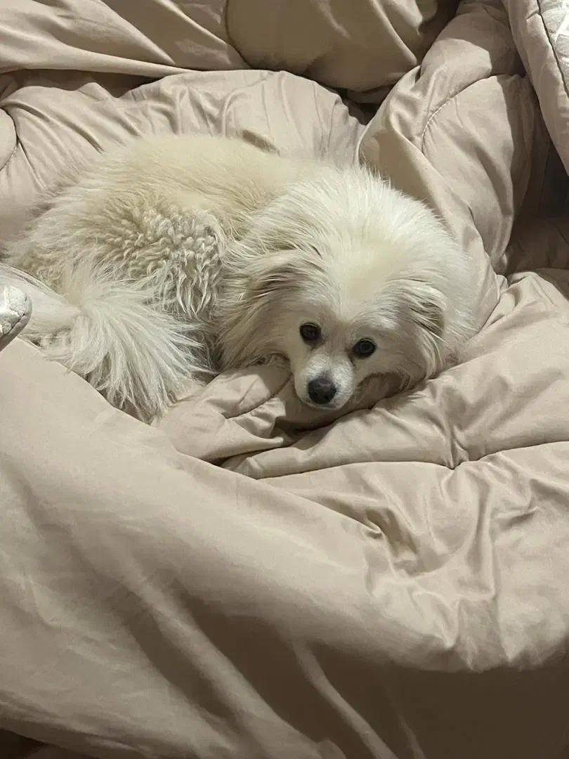 نژاد پام اسپیتز|سگ|یزد, |دیوار