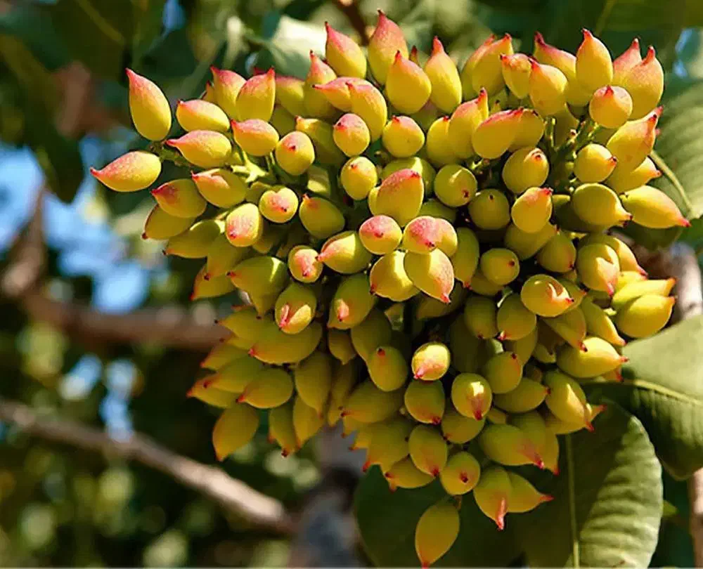 نهال پسته معمولی|خدمات باغبانی و درختکاری|محمدیه-قزوین, |دیوار