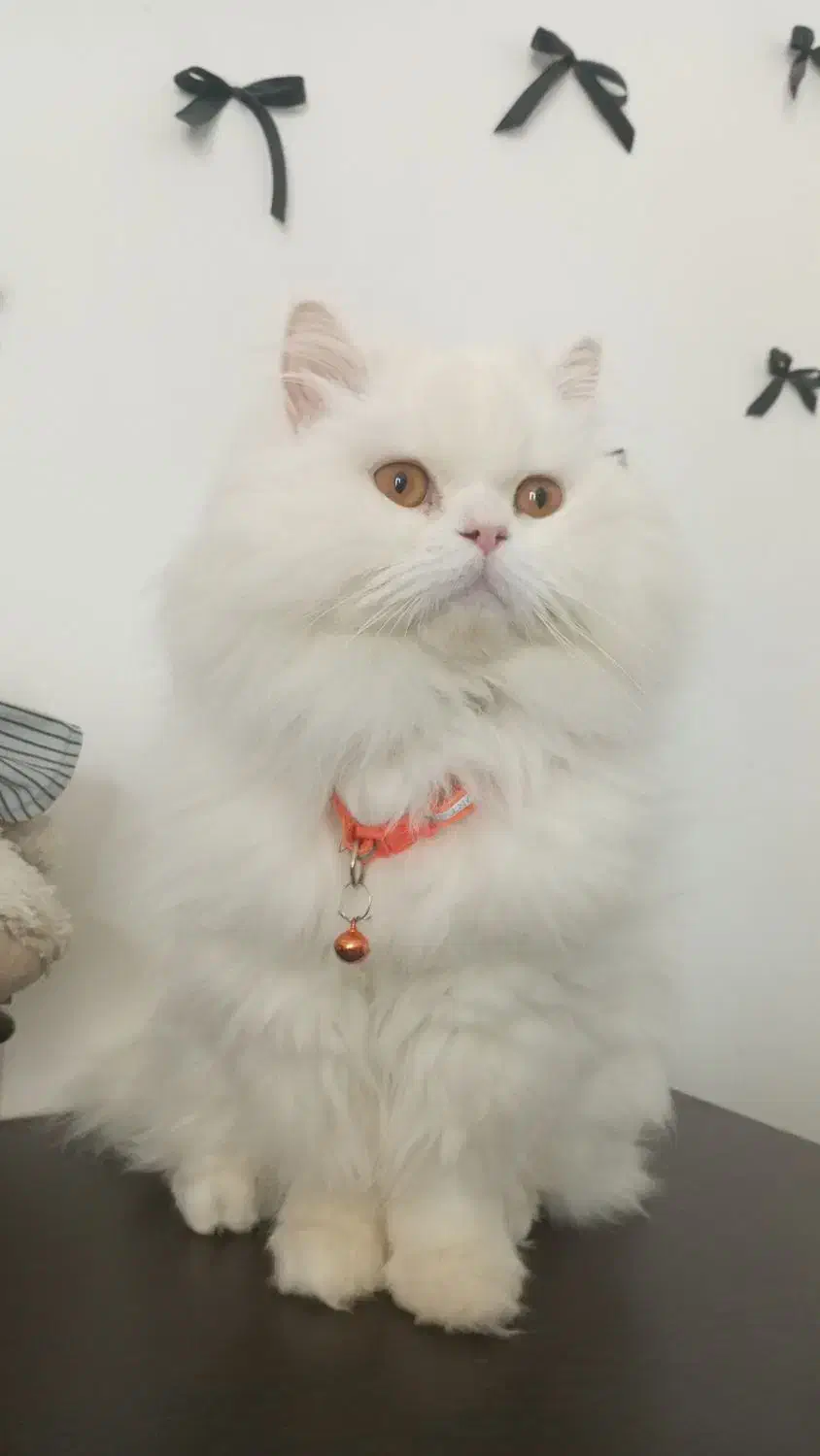 گربه پرشین عروسکی|گربه|ارومیه, |دیوار