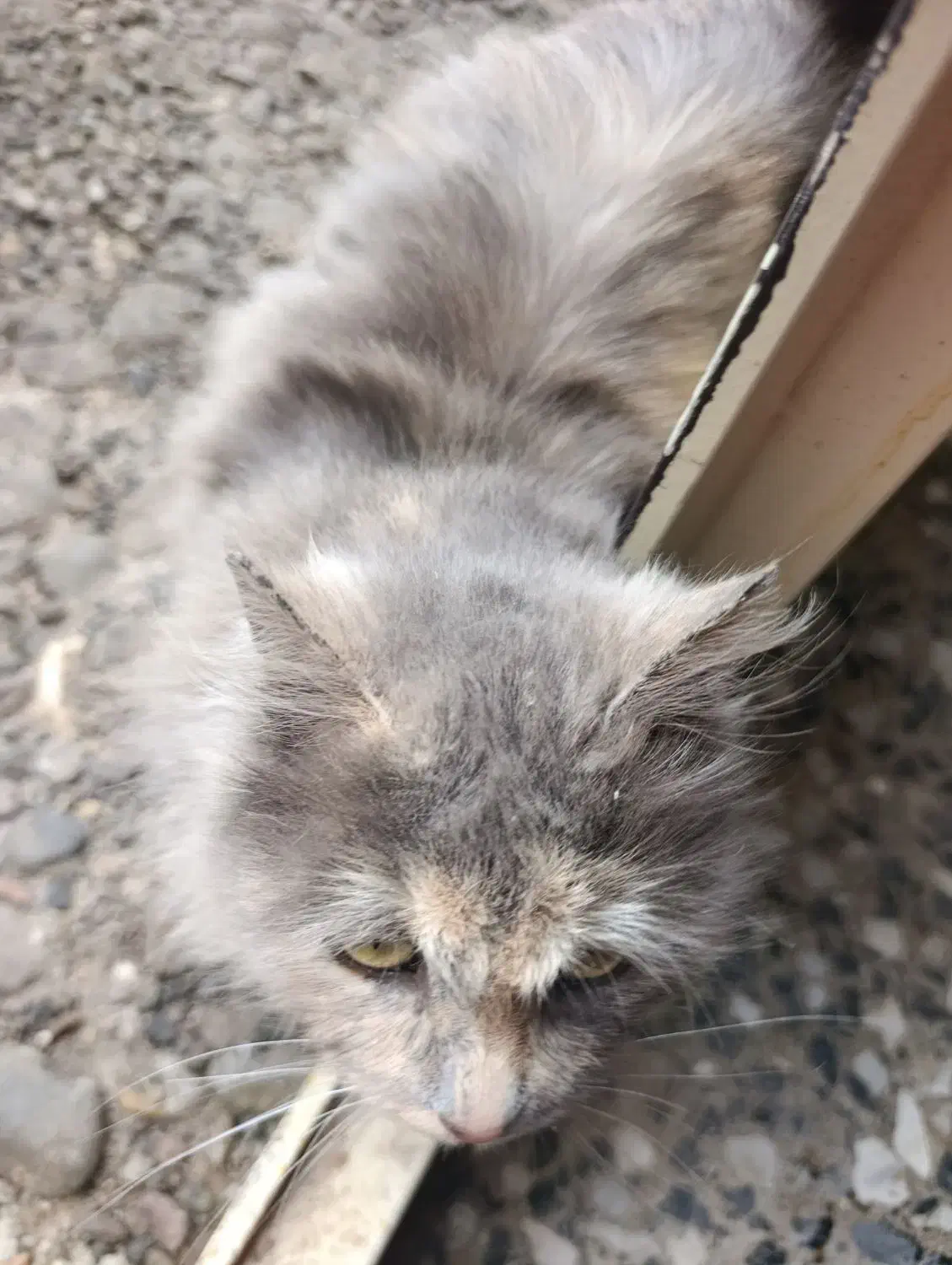 گربه|گربه|هشترود, |دیوار