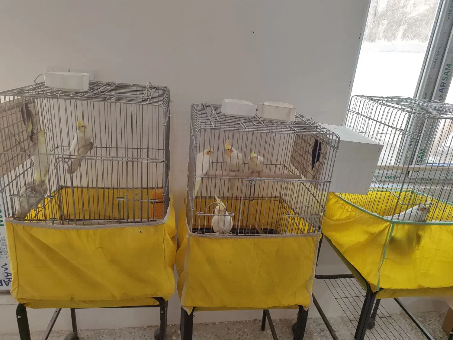 عروس هلندی دون خور|پرنده|آفتاب, |دیوار