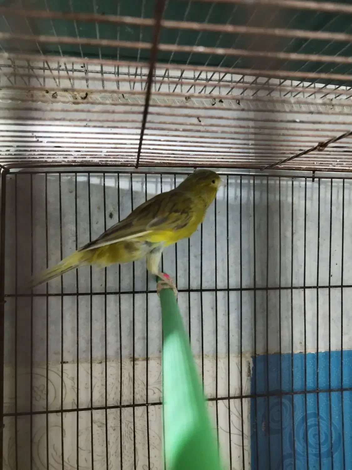 پرنده|پرنده|فراشبند, |دیوار