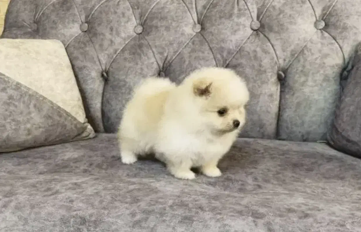 سگ پامرانین خرسی|سگ|مرودشت, بیست متری بیمارستان|دیوار