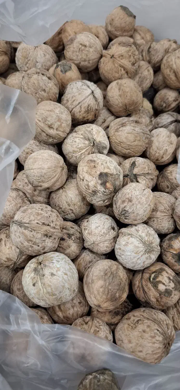 گردو|خوردنی و آشامیدنی|خرم‌آباد, |دیوار