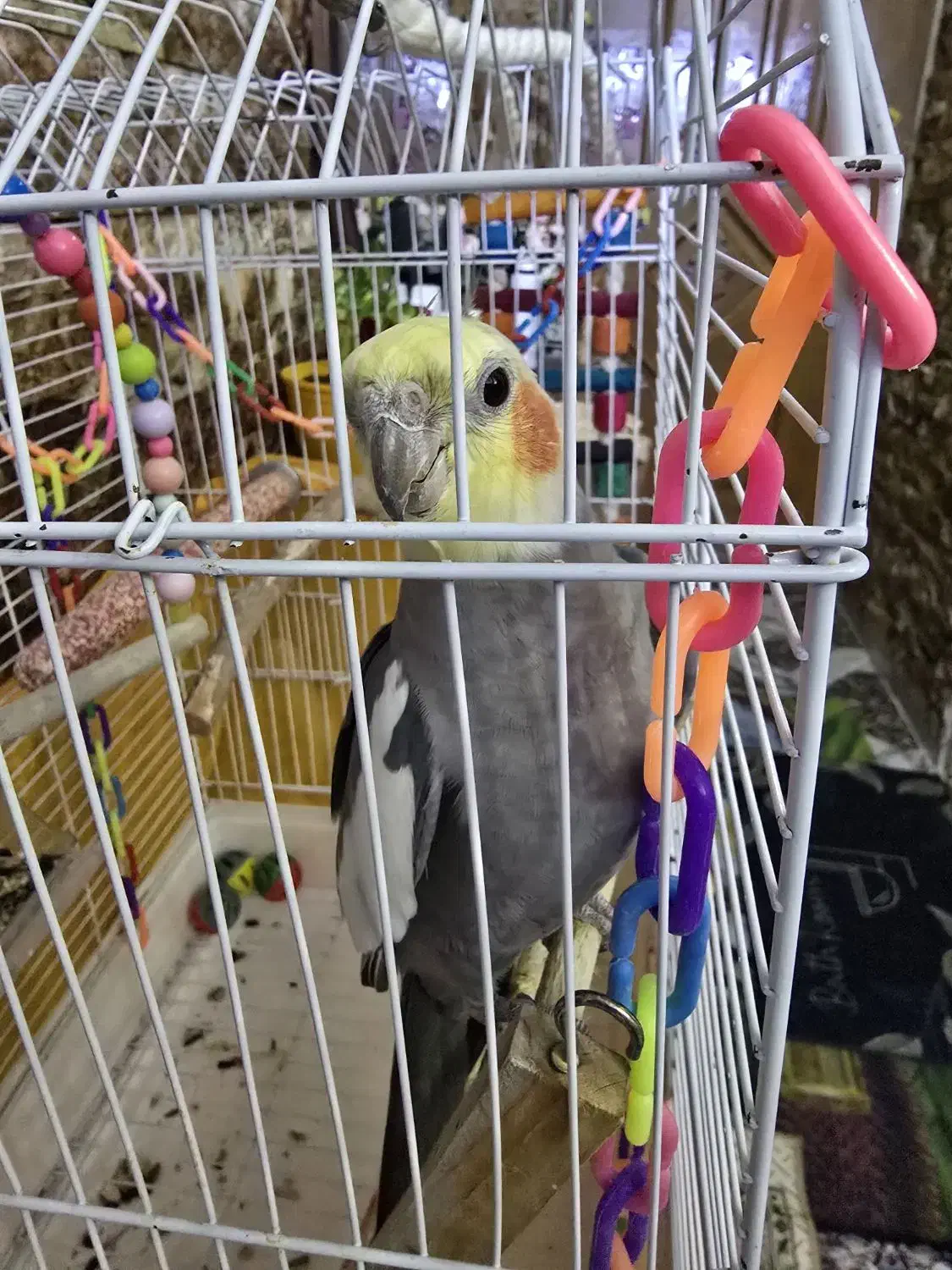 عروس هلندی نر بازیگوش|پرنده|فردیس, شهرک وحدت|دیوار