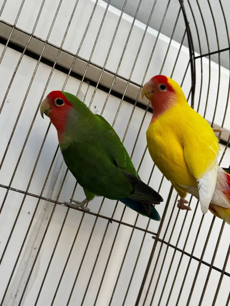 طوطی برزیلی  رام نر|پرنده|اردبیل, |دیوار