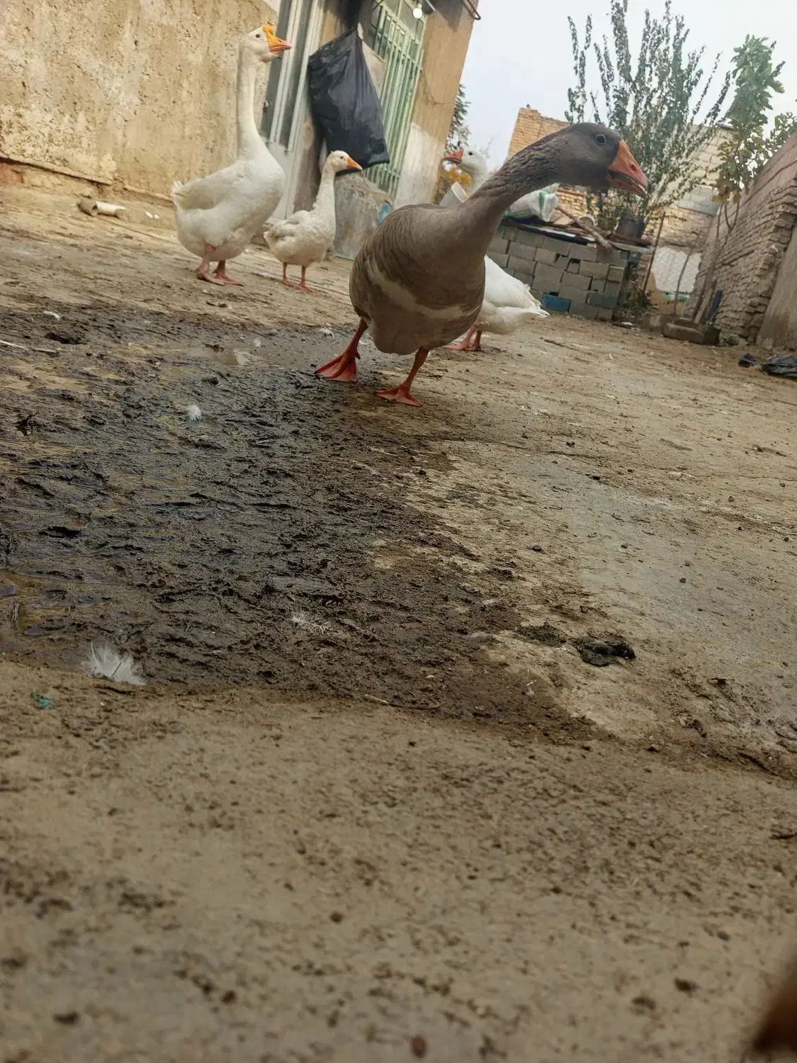 قوغاز نر وغاز ماده وجه غاز پنج ماه|حیوانات مزرعه|نگین شهر, |دیوار