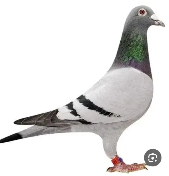 پلاکی نر گمشده|پرنده|خرمشهر, |دیوار